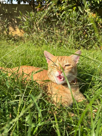 The image shows an orange tabby cat partially obscured by tall green grass. The cat is lying down with its head tilted back and tongue slightly protruding. The background suggests an outdoor setting with sunlight filtering through the grass. The location is Cemagi, Indonesia.