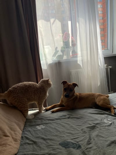 A brown dog is sprawled on a gray bed with leaf patterns. A light orange cat is standing near the dog and looking out of a window. A building is visible through the window. The location is Дядьково, Russia.