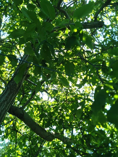 The image presents a vibrant, upward view into a dense tree canopy, showcasing an abundance of green leaves and intertwining branches. The perspective is from directly below, looking towards the sky, which is visible as bright, luminous patches filtering through the gaps in the foliage.
The primary subjects are the tree's leaves, which vary in shades of green due to sunlight exposure and shadow, and the textured brown branches and twigs that form the tree's structure. The bright light penetrating the canopy suggests a sunny day, likely late morning or early afternoon. This illumination creates a dappled effect, with some leaves brightly lit and others in softer shadow, highlighting their natural contours. A thin, dark, vertical line, possibly a wire or string, is discernible in the left-center of the frame, extending upwards into the foliage.
There is no discernible human activity or specific event taking place; the image is a static capture of nature. The scene evokes a sense of peace and natural beauty, characteristic of a thriving outdoor environment. The location context provided is Журавское сельское поселение, Ukraine. No visible text is present in the image.
