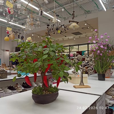 The image depicts the interior of a retail store, likely a department store or a home goods store, located in Modugno, Italy. The scene is brightly lit with artificial lighting from ceiling fixtures, including fluorescent tubes and decorative chandeliers. The store appears to be organized with various merchandise displayed on shelves and tables.

In the foreground, a potted artificial plant with green leaves and red chili peppers is centrally positioned on a white display table. To the right of the plant is a decorative silver sculpture of intertwined hearts and branches, and further to the right, a tall black vase filled with artificial purple flowers and green grass-like stems.

The display table in the foreground showcases several pairs of shoes, some in shoeboxes, and other retail items. In the background, shelves are stocked with more merchandise, including what appear to be handbags, luggage, and other home decor items. Some items have price tags with Italian currency and sale notifications.

The ceiling grid system is visible, supporting numerous light fixtures and decorative elements, including several chandeliers. The overall impression is a well-stocked retail environment with a variety of decorative and functional items for sale. The date and time "24.07.2026 10:47" are superimposed on the bottom right of the image, indicating when the photograph was taken. No people are visible in the image.