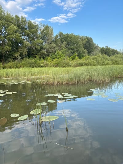 The image depicts a tranquil natural scene, likely a lake or slow-moving river, with lush vegetation bordering its edge. The setting is a daytime scene under a clear blue sky dotted with white, fluffy clouds. The water's surface is calm and reflects the sky and surrounding greenery, creating a sense of depth and serenity.
Scattered across the water are numerous lily pads, some large and round, others smaller and more elongated, with a few tiny yellow water lilies also visible. Tall, thin reeds grow densely along the water's edge, forming a vibrant green barrier between the water and the trees beyond. Behind the reeds, a dense forest of mature trees creates a deep green backdrop, their leaves catching the sunlight. The overall impression is one of a peaceful, unspoiled natural environment, typical of a rural location. The orientation of the image is such that the sky appears on the left and the water on the right, suggesting the photo was taken from a boat or raft moving along the water. No people, objects, or text are visible in the image. The time of day appears to be late morning or early afternoon, based on the bright sunlight and clear sky. The location is identified as Ivanovka, Russia, which aligns with the rustic, natural landscape depicted.
