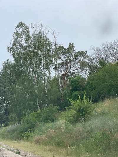 The image depicts a natural scene featuring trees and vegetation under an overcast sky. The dominant subjects are various trees, some with full green foliage and others with bare, spindly branches. The trees are densely packed, suggesting a wooded area or a natural landscape. The ground appears to be covered in grass and some gravel, with a hint of a pathway or roadside on the right side of the frame.
The weather appears to be cloudy, with a diffused light illuminating the scene. The sky is a uniform pale gray, indicating a lack of direct sunlight. The vegetation is vibrant green, suggesting it is either spring or summer. The overall mood is serene and natural, with no human presence or discernible activity.
Notable details include the texture of the tree bark, particularly the white bark of what appear to be birch trees interspersed with darker-barked trees. The wind seems to be blowing, as some of the branches and leaves are shown in motion. The image is captured from a slightly low angle, looking up towards the trees and the sky. There is no visible text in the image. The location context of Cahul, Moldova, provides a geographical setting, implying the scene is likely in a rural or natural area within that region.