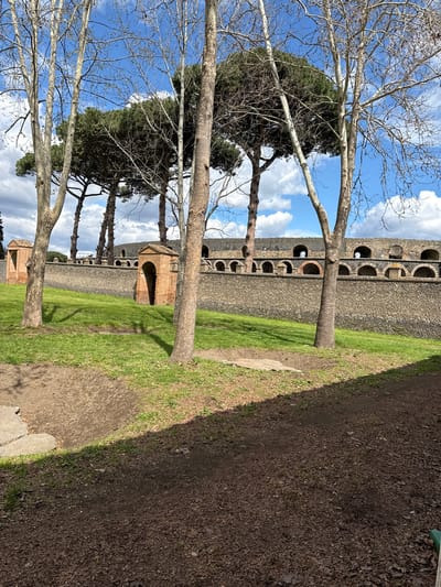 The scene depicts an exterior view within the archaeological park of Pompei, Italy, specifically showing the area surrounding a large ancient structure, consistent with the Amphitheatre. In the foreground, a sunlit, reddish-brown dirt path covered with scattered dry leaves transitions into patches of bright green grass. A grey concrete step is partially visible on the far left. Five tall, bare-branched deciduous trees with light-colored, peeling bark stand prominently in the foreground and midground, casting distinct shadows on the ground. Beyond these, two smaller, reddish-brick structures with arched entryways and small gabled roofs are situated on a grassy slope. Behind these brick structures, a robust wall constructed of dark, irregular volcanic stones extends horizontally across the frame. Above this lower stone wall, a larger ancient structure rises, characterized by a series of visible arched openings, some lined with reddish-brown brick, suggesting the upper tiers or exterior of a substantial edifice. In the background, several tall, dark green umbrella pine trees stand above the ancient ruins, silhouetted against a clear blue sky dotted with scattered white cumulus clouds. No individuals or active subjects are present in the image.