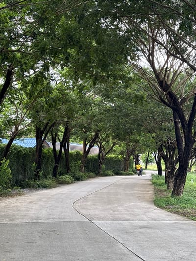 In Sakhu, Thailand, a person wearing a bright yellow shirt rides a motorcycle away from the viewer down a paved road. The road curves to the left, bordered on the left by a dense green hedge and on the right by a line of mature trees with dark trunks and sparse foliage. Beyond the hedge, the roofs of several buildings are visible, including one with a blue roof. The overall environment appears to be a rural or suburban area with lush greenery and a slightly overcast sky.