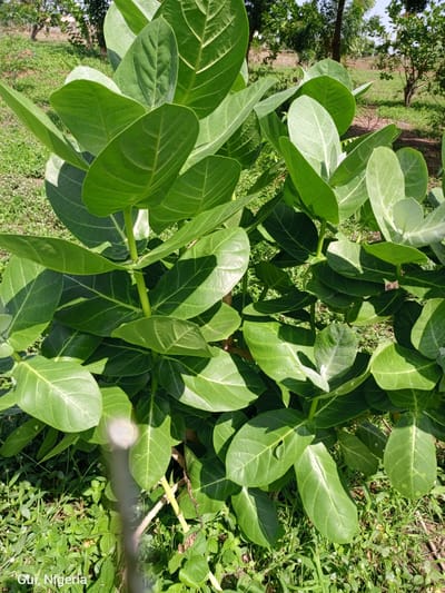 The image shows a large, leafy green plant, possibly Calotropis procera, with broad, oval-shaped leaves. The plant is in an outdoor environment with a grassy ground cover. In the background, there are trees and a clear sky. The lower left corner of the image contains the text "Gui, Nigeria." This suggests the photograph was taken in the Gui area of Kuje, Nigeria. There are no people or animals visible in the frame. The lighting indicates it is daytime, with sunlight creating shadows on the leaves. A blurry vertical element, possibly a fence post or a thin tree trunk, is visible in the foreground.