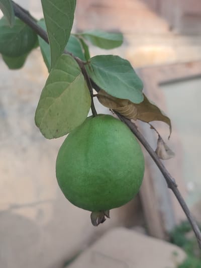 A close-up, vertical shot captures a single, green, unripe guava hanging from a thin, brown branch. The fruit is round and smooth, with a small calyx at its base. Several green leaves are attached to the branch, some appearing slightly wilted. A few brown, dry leaves are also visible. In the background, the scene is out of focus, suggesting an outdoor environment with neutral-toned surfaces, possibly a wall or pavement. The lighting is natural, and the overall impression is one of a plant in a natural setting. No people are present.