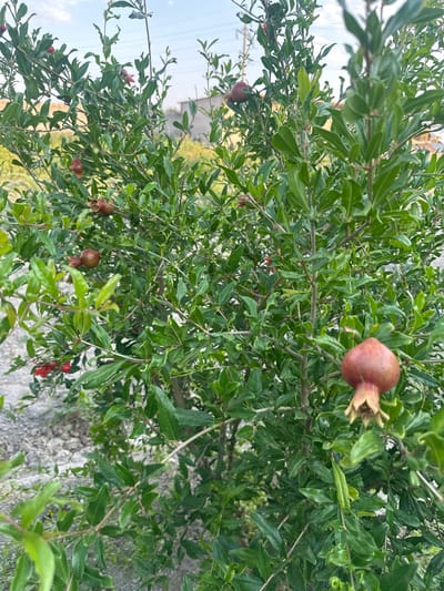 The image shows a close-up of a pomegranate tree with several developing fruits and green leaves. The fruits are small, with a reddish-brown hue and the characteristic crown-like calyx at the top. Some of the fruits are partially obscured by the dense foliage. The leaves are oval-shaped and a vibrant green. The branches of the tree are visible, with a few longer, thinner branches extending towards the top and left of the frame. In the background, a slightly out-of-focus area of light gray, textured ground is visible, along with some hints of greenery and a pale sky. The lighting suggests it is daytime, possibly overcast or in the shade, as there are no harsh shadows. The overall scene is natural and appears to be outdoors. There is no text visible in the image. The location context is Taraz, Kazakhstan, which aligns with pomegranate cultivation in arid and semi-arid regions.