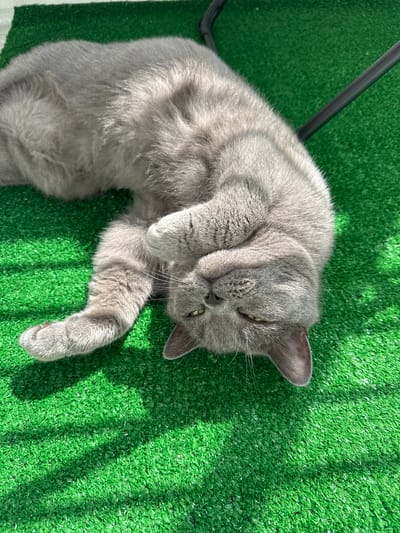 An upside-down, gray cat is lying on its back on a bright green artificial turf surface, with its paws tucked near its face. The cat's eyes are partially open, and it appears relaxed. The scene is illuminated by sunlight, casting shadows on the turf. A dark, curved object, possibly a chair leg, is visible in the upper right corner of the image. The image does not provide any information about the location in Malye Ust'ya, Russia.