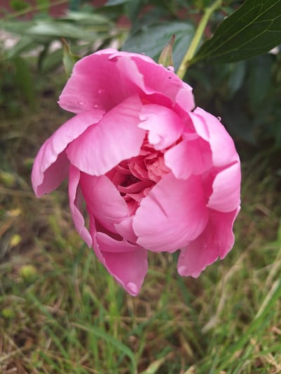 A partially opened, vibrant pink peony flower is the central focus of the image. The flower is positioned slightly off-center to the right and angled downwards. Its delicate petals are layered, with some droplets of water visible on their surfaces, suggesting recent rain or dew. The background is softly blurred, featuring green foliage and blades of grass, indicating an outdoor setting, likely a garden or park. The ground is covered in a mix of grass and dry, brown organic matter. The lighting appears to be natural daylight, casting subtle shadows and highlighting the texture of the petals. The image's perspective is a close-up shot, emphasizing the intricate details of the peony. The city of Новое, Russia is not present in the image.