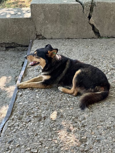 A medium-sized, mixed-breed dog with black and tan fur is lying on a rough concrete surface in Aeroflotsky, Ukraine. The dog is facing left, with its mouth open and tongue visible. A green tag is attached to its left ear. The concrete surface appears to be outdoors, with sunlight casting shadows. In the background, there are large, grey concrete structures, one of which is visibly cracked. A thin metal strip runs diagonally across the concrete in front of the dog. The environment suggests an urban or semi-urban setting, possibly a park, street, or construction area.