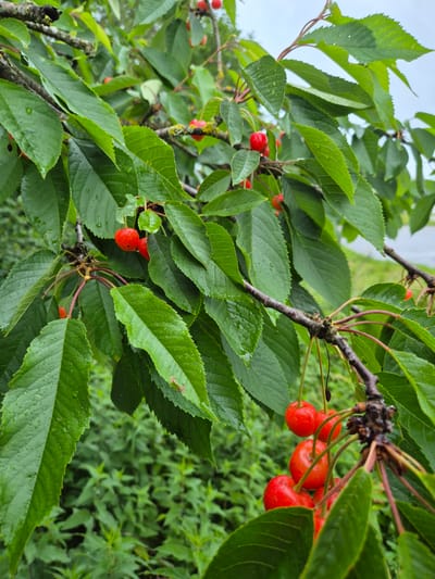 A close-up shot captures a branch of a cherry tree laden with ripe, red cherries and lush green leaves. The leaves are wet, indicating recent rain. The branch is dark and textured, with some moss growing on it. In the background, out of focus, is a blur of green foliage and a hint of a road or pathway. This scene is located in Essenbach, Germany.
