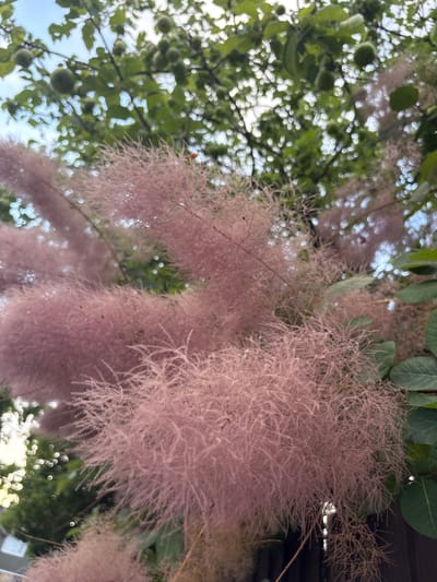 The image shows a close-up view of a smoke bush tree with its characteristic fluffy, pinkish-purple flowers. The branches are laden with these blooms, which create a soft, airy texture. In the background, green leaves and some round, green fruits are visible on other branches, suggesting the presence of other plants or parts of the same tree. The sky is partly visible and appears to be blue with some white clouds. A dark wooden fence runs along the bottom of the frame, indicating the tree is likely in a garden or yard. Some out-of-focus lights and structures are also faintly visible in the lower left corner. There are no people or animals present in the image. The location is specified as a city in Chelmsford, United Kingdom.