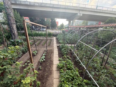 The image depicts an urban garden setting in Belovo, Bulgaria, situated beneath an elevated concrete overpass. The garden is laid out with neat rows of young plants, likely vegetables, growing in dark soil. A central path, paved with square tiles, divides the garden. To the left, a large tree with rough bark stands, its base intertwined with gardening trellises and the lower branches of a currant bush laden with red berries. Arching metal structures, commonly used for supporting plants like tomatoes or cucumbers, run through the right side of the garden, housing more green foliage. In the background, several cars are parked, and a red building with windows can be seen, suggesting the garden is located near residential or commercial areas. A red-and-white stop sign is visible on the right, mounted on a tiled roof structure, further indicating an urban or suburban environment. The weather appears to be overcast with diffused sunlight, casting soft shadows. The overall scene conveys a sense of cultivation and urban resilience, with a garden thriving amidst infrastructure. There is no visible activity or people.