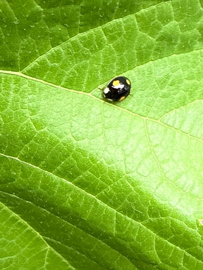 A close-up shot captures a black ladybug with yellow spots resting on a vibrant green leaf. The leaf's surface displays a prominent network of veins, creating a textured pattern. The lighting suggests it is daytime, likely outdoors. The focus is sharp on the ladybug and the immediate leaf surface, while the background is blurred, emphasizing the subject. No text is visible in the image. The scene appears to be a natural outdoor environment.