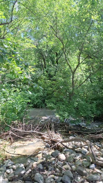 The image depicts a natural scene of a shallow, murky creek flowing through a wooded area. The banks of the creek are lined with numerous rounded stones and fallen branches, some of which create small dams or obstructions in the water. Dense green foliage and trees form a canopy overhead, allowing dappled sunlight to filter through. There are no people or animals visible in the image, and the environment appears undisturbed. The scene is consistent with a natural creek bed in a temperate forest. Without additional context, it is impossible to definitively link this specific image to a precise location within the city of Cherkessk, Russia, as similar natural settings can be found in many geographical areas.