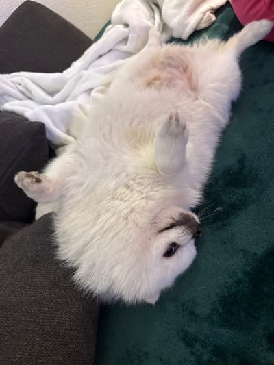 A small, white, long-haired dog lies on its back on a sofa. The dog's belly is exposed and its paws are up in the air. The sofa has a dark gray fabric and a green blanket is visible in the background. A white blanket is also present. The image does not provide information to determine the location in Lausen, Switzerland.