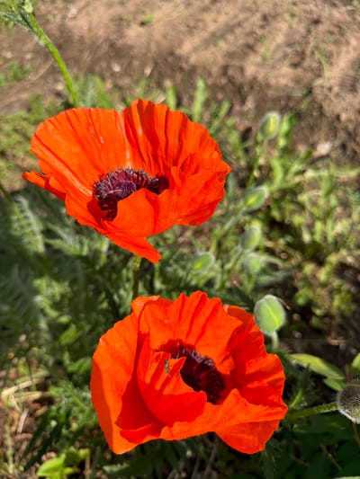 This image, captured in the city of Ol'khovo, Russia, features two prominent red poppy flowers in full bloom. Both flowers exhibit bright orange-red, crinkled petals and dark, almost black-purple centers with visible stamens. A small, dark-bodied insect is discernible on one of the petals of the lower poppy. The background consists of blurred green foliage, including several green, hairy poppy buds in various stages of development. Patches of light brown, dry earth are visible between the vegetation, particularly in the upper right. The scene is illuminated by strong natural sunlight, casting distinct shadows and highlighting the vibrant colors of the flowers. No human figures or man-made structures are present.