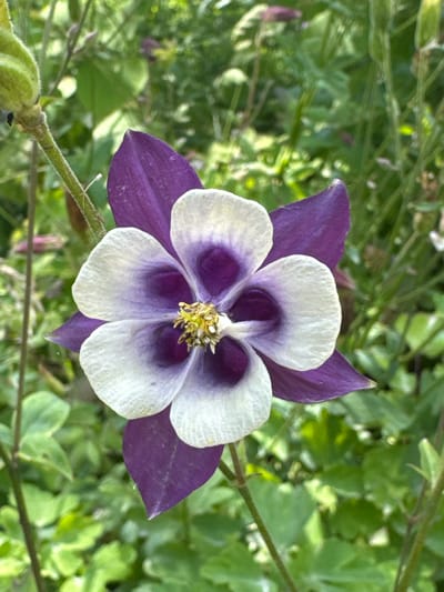 The image is a close-up, eye-level shot of a single Columbine flower in bloom. The flower has five outer petals of a deep purple color, which transition to white on the inner, more delicate petals. At the center of the flower, a cluster of yellow stamens is visible. The flower is positioned slightly off-center to the right, with its stem extending downwards and to the left. The background is a soft focus of green foliage, suggesting an outdoor garden setting. There are no people, animals, or man-made objects clearly discernible in the image. The lighting appears to be natural daylight, casting a soft illumination on the flower. The setting is consistent with a garden in Koklaisai, Kazakhstan, where such flowers are cultivated.