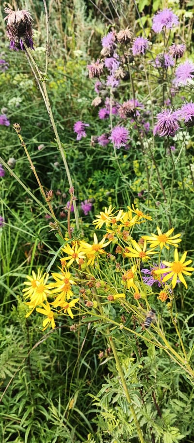 In Pirogovo, Russia, a close-up, vertical, eye-level shot captures a cluster of yellow wildflowers in the foreground, their delicate petals unfurling amidst green foliage. The flowers are in various stages of bloom, with some fully open and others appearing as buds or withered seed heads. Behind them, a collection of purple thistles adds a contrasting splash of color to the scene. The overall impression is one of natural beauty, with the focus on the intricate details of the flowers and their surroundings. The lighting suggests it is daytime, with a soft, diffused light illuminating the scene.