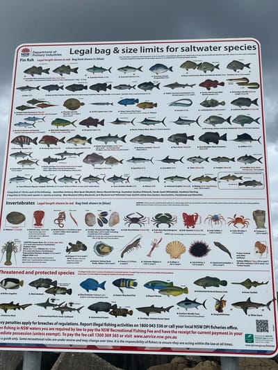 The image depicts a legal fishing sign from the New South Wales (NSW) Department of Primary Industries. It outlines the legal bag and size limits for saltwater species. Finfish length restrictions are highlighted in red, and bag limits are in blue. Specific details are given for fish like Australian Anchovy, Blue Sprat, Blue Mackerel, and Garfish. Invertebrate regulations and threatened/protected species are also listed. Contact information for reporting illegal fishing activities and paying the NSW Recreational Fishing Fee is provided. It warns that recreational fishing rules are subject to change and must be followed.
