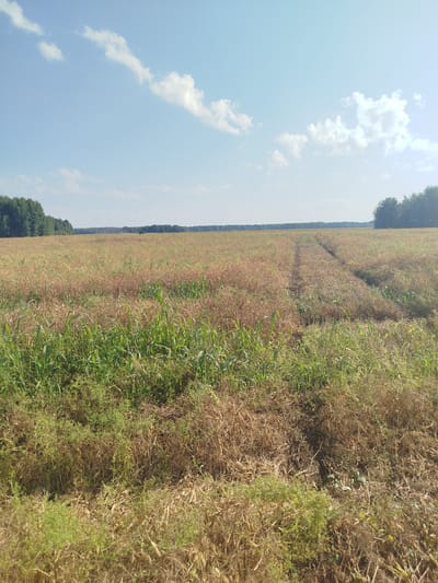 This is a photograph taken outdoors in a rural setting, likely on a sunny day. The image depicts a vast, dry field dominated by tall, brown grasses and some green vegetation in the foreground. A distinct path or track is visible cutting through the field, suggesting human activity or agricultural use. In the distance, a line of trees forms the horizon, and a dark, possibly agricultural machine, is faintly visible among the trees. The sky is a light blue with scattered white clouds. The overall impression is one of a harvested or late-season agricultural landscape. The location is identified as Staraya Zaimka, Russia, suggesting this scene is characteristic of the agricultural regions in this area.