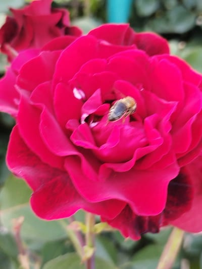 A close-up, slightly out-of-focus, eye-level shot shows a large, vibrant red rose with a bee nestled inside its petals. The rose is the primary subject, filling most of the frame. Its petals are tightly layered, forming a cup-like shape. A bee is positioned within the flower, presumably collecting pollen. Another rose, less focused, appears in the background. Green leaves and stems are visible, further indicating that it is the location of Saedinenie, Bulgaria.