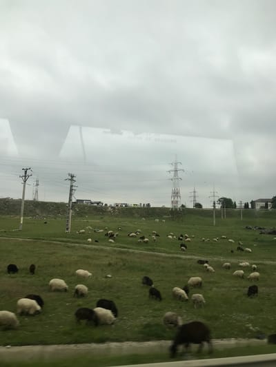 This image captures an outdoor scene in the city of Bulai, Romania, viewed through a window, likely from a moving vehicle. The foreground features an expansive, green grassy field populated by numerous sheep. These sheep exhibit variations in color, predominantly white and black, and are scattered across the field, actively grazing.

In the midground, several utility poles, both concrete and metallic lattice structures, support multiple overhead power lines that stretch horizontally and diagonally across the landscape. Behind the field and power infrastructure, a raised earth embankment or hill is visible. On top of this embankment, a road runs horizontally, occupied by a queue of various vehicles including several large trucks, vans, and cars. A commercial building with the sign "BERLIN COFFEE" is situated adjacent to the road on the embankment.

The background reveals additional power pylons extending into the distance, alongside some sparse trees and generic buildings. The sky is uniformly overcast and grey, indicating a cloudy day. The upper portion of the image contains a significant reflection from the interior of the viewing vehicle, displaying mirrored text that includes "2G" and "ISSUE DE SECOURS" (French for "EMERGENCY EXIT") on a light-colored surface. No people are discernible in the scene.