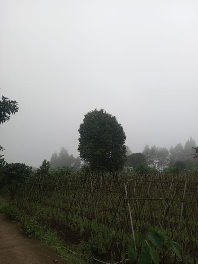 The image depicts an agricultural scene in Joshi Vihir, India, under overcast and foggy conditions. The upper two-thirds of the frame are dominated by a featureless, light gray sky obscured by heavy fog. In the foreground, a narrow, dark gray path, possibly concrete or dirt, runs diagonally from the bottom left corner upwards and to the right. Adjacent to this path, a cultivated field occupies the midground, featuring rows of short green plants growing in dark soil. Numerous trellises, constructed from slender wooden or bamboo poles arranged in inverted "V" shapes, are erected across the field, supporting unseen climbing vegetation. A large, dense, dark green deciduous tree stands prominently in the mid-background, slightly left of center. Further in the background, to the right of the large tree, a line of coniferous trees, possibly pines, is partially visible, their upper sections fading into the thick fog. No people, animals, or specific actions are visible within the frame.