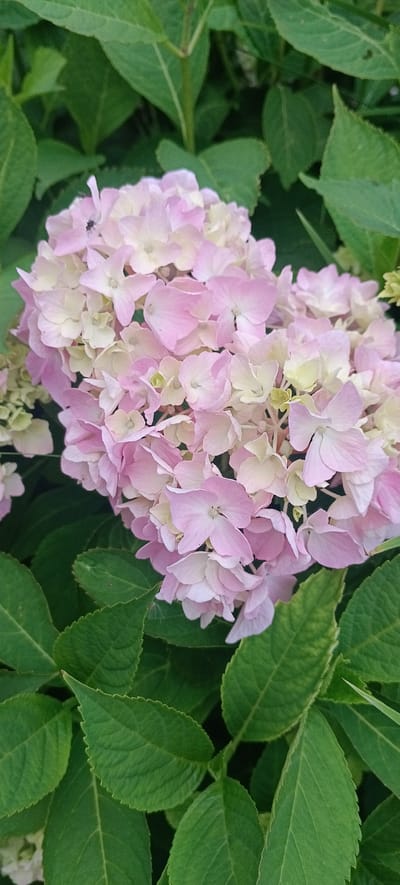 A close-up, vertical shot focuses on a cluster of pink and pale yellow hydrangeas, their delicate petals softly illuminated. Lush green leaves surround the flowers, creating a vibrant backdrop. A tiny black fly is visible perched on one of the petals in the upper left quadrant. The scene is one of natural beauty, devoid of any human presence or urban elements. The specific location in Хацежынскі сельскі Савет, Belarus, is not visually discernible from the image.