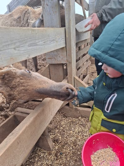 An overhead shot captures a child and an adult feeding deer in an outdoor enclosure in Ludorvai, Russia. The scene shows two individuals interacting with two brown-furred deer over a wooden fence structure.
In the foreground, a child, wearing a green and yellow winter jacket with a hood, extends a gloved hand filled with grain towards a deer. The deer's muzzle is visible, reaching up to eat from the child's hand. To the right of the child, a red plastic bowl containing light brown grain is placed on the wooden barrier.
An adult, partially visible on the left side of the frame and wearing a grey jacket, holds a white plastic scoop or container, possibly indicating more feed. Below the wooden barrier, another deer can be seen further back. The ground is visible beneath and around the wooden structure, appearing muddy with scattered grains, suggesting an active feeding area. The cold weather is implied by the winter clothing worn by the people. The wooden fencing separates the people from the deer, providing a platform for feeding. No visible text is present in the image.