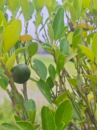 A close-up, eye-level shot showcases a small, round, green fruit hanging from a branch of a citrus tree. The fruit, textured and about the size of a large marble, is centrally located in the frame. Surrounding the fruit are numerous vibrant green, ovate leaves, some overlapping, with a few appearing slightly yellowish. The branches are thin and woody, with visible buds. The background consists of a softly blurred expanse of green foliage, suggesting a garden or natural setting. The lighting is soft and diffused, highlighting the textures of the fruit and leaves. There are no people or discernible actions present in the image. The scene appears to be outdoors, possibly in Glokaron, Indonesia, given the lush vegetation.