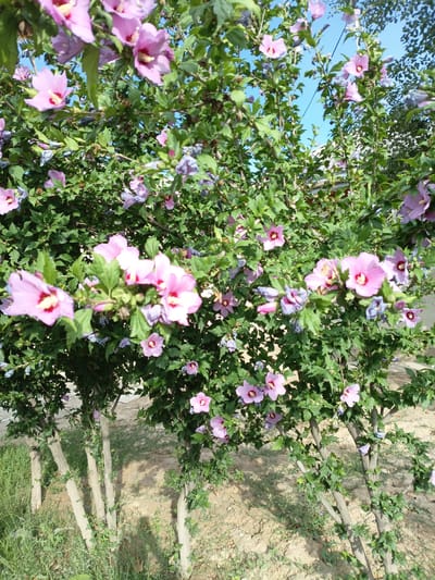 The image displays a close-up view of a flowering shrub with numerous pink and purple hibiscus flowers in bloom. The flowers have prominent yellow stamens and deep pink centers. They are surrounded by lush green leaves and some closed buds and dried flower remnants. The shrub appears to be growing in an outdoor setting, possibly a garden or park, with visible tree trunks supporting the branches. The ground beneath the shrub is dry and sandy, with patches of green grass and weeds. In the background, hints of a building and a bright blue sky are visible. The overall impression is of a vibrant, natural scene. The location is identified as Chagir, Kyrgyzstan.