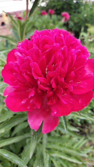 A vibrant, dark pink peony is in full bloom, its ruffled petals filling the foreground of the image. Water droplets are visible on some of the petals, suggesting recent rain or dew. The background is a soft blur of green foliage and other pink peonies, indicating a garden setting. The image appears to be taken outdoors in Leninskoye, Russia, a common location for such floral displays.
