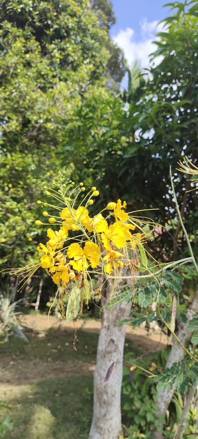 A close-up, vertical, outdoor shot focuses on a cluster of bright yellow flowers with long, delicate stamens hanging from a branch. The flowers are in the foreground, with a blurred background of lush green foliage and a light blue sky with white clouds. A light-colored tree trunk with some markings is visible on the right side of the frame, with more greenery behind it. In the lower right corner, a fuzzy, dark shape could be a bee or insect on the flowers. The scene is set in a natural environment, likely a park or garden. The image was taken at Kilometer Delapan, Indonesia.