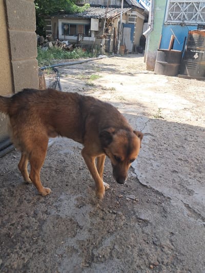 A medium-sized, brown-furred dog stands on a cracked concrete surface in an outdoor area. The dog is facing towards the right and downwards, with its head bowed. Behind the dog, a collection of objects includes two dark, metal barrels, one of which has a white logo. A blue and green building is visible behind the barrels, with windows and a corrugated roof. Further in the background, a smaller structure with a grey roof and a window containing a person can be seen, surrounded by various items including wood. The ground is dusty and uneven, with patches of dry grass. The scene appears to be in a semi-urban or rural setting. This location is identified as Chobruchi, Moldova.