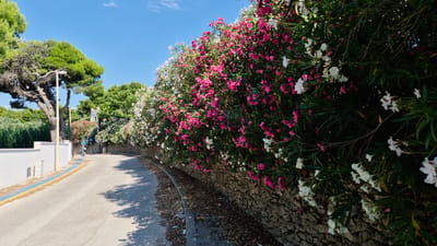 The image depicts a curved asphalt road in Leporano, Italy, lined by a stone wall covered with flowering oleander bushes. The oleanders are in bloom with both pink and white flowers, creating a vibrant hedge along the right side of the road. To the left of the road, a white wall with electrical conduits is visible, followed by a street light and a large pine tree. Further down the road, a blue and white sign on a pole indicates a street. The sky is clear and blue with a few wispy clouds. The scene appears to be a residential street or a quiet thoroughfare, bathed in bright sunlight, casting shadows on the road.