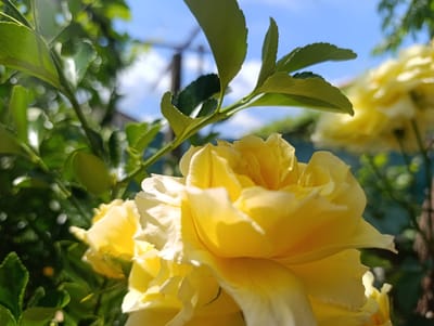 A close-up, low-angle shot captures a vibrant yellow rose in bloom, its petals delicately unfurling under the bright sun. The rose, situated in the foreground, is in sharp focus, with its textured petals showing subtle variations in color from a soft lemon to a richer yellow, highlighted by the sunlight. Behind the rose, out-of-focus green foliage frames the scene, suggesting a garden setting. The background reveals a clear blue sky with a few wispy white clouds, and the faint silhouette of what appears to be a fence or structure, possibly in Nikolichevtsi, Bulgaria. The overall impression is one of natural beauty and tranquility.