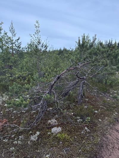 The image depicts a natural landscape in Pobeda, Russia, characterized by sparse vegetation and a subdued color palette. The foreground is dominated by a gnarled, bare tree branch that has fallen and rests on the ground, its intricate network of grey wood contrasting with the surrounding greenery. The ground is covered with a mix of low-lying mosses, lichen, and small, scrubby plants in various shades of green and grey. Some areas of bare earth and small stones are also visible. In the mid-ground, a dense thicket of pine trees and other green foliage stretches across the frame, creating a textured backdrop. The upper portion of the image is filled with a pale, overcast sky. The overall impression is one of a wild, undeveloped natural area. There are no people or animals visible in the image.