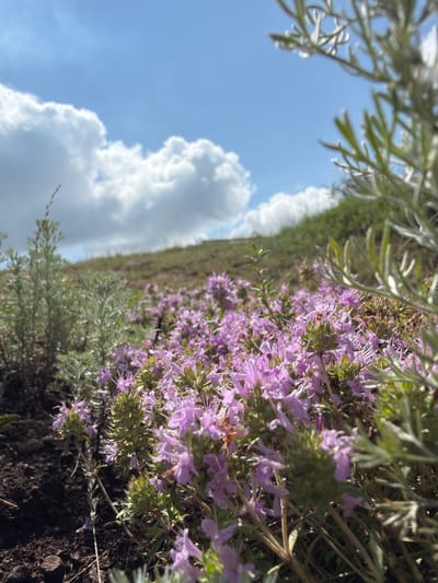 The image captures a low-angle view of a field of wild thyme with small purple flowers in bloom. The foreground is dominated by these flowers and green foliage, with dark soil visible to the left. In the mid-ground, a wispy, light green shrub stands to the left of the thyme, and further back, the terrain slopes upwards, covered in more of the flowering plants and green vegetation. The background features a bright blue sky with scattered white, puffy clouds. The overall scene suggests an outdoor, natural environment, possibly a hillside or meadow. No people or man-made structures are visible. The image appears to have been taken in Mednogorsk, Russia.