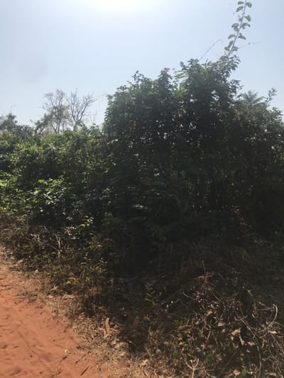 This image depicts a sunlit outdoor scene in Ogodo, Nigeria, characterized by dense vegetation and a dirt track. In the foreground, a reddish-brown dirt path with visible imprints runs diagonally from the lower left, bordered on the right by a strip of dry grass, fallen leaves, and small branches. The midground and background are dominated by a thick wall of lush green foliage, composed of numerous bushes, shrubs, and trees of varying heights and densities. A few clusters of reddish flowers are visible atop the foliage towards the upper right. Towards the upper left, skeletal branches of a taller, seemingly deciduous or dead tree are visible above the main canopy. The sky, occupying the upper portion of the image, is a bright, clear, light blue, suggesting a sunny day. No human figures or man-made structures are present within the frame.