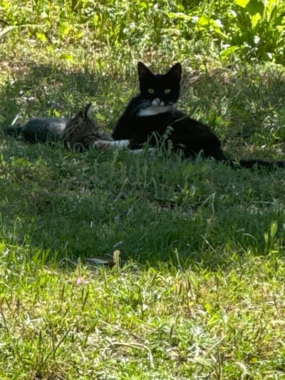 A slightly tilted, full outdoor shot shows a black and white cat sitting in tall grass and vegetation near Γερακινή, Greece. The cat faces the camera, its head tilted slightly left. Its yellow eyes are visible. To the lower left is a second, smaller cat, its fur appearing gray. The cats are surrounded by green vegetation, some of which is flowering. Bright sunlight is visible at the left.
