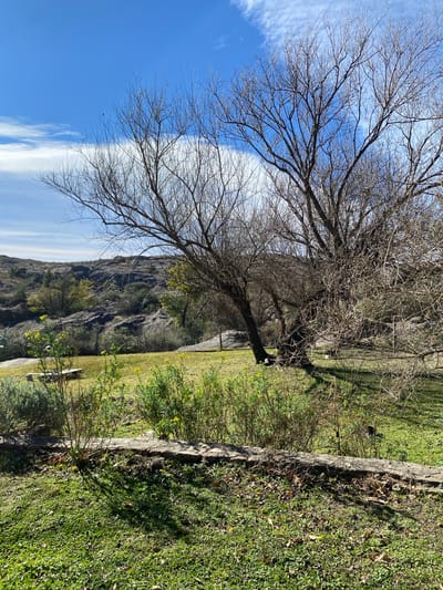 The image depicts an outdoor scene with a bare-branched tree prominently in the foreground, casting shadows on a grassy area. In the background, rolling hills with rocky outcrops and scattered vegetation are visible under a bright blue sky with scattered white clouds. There is a stone border in the middle ground, with some greenery and yellow flowers growing along it. A wooden bench is partially visible in the left mid-ground. The environment appears to be a natural landscape, possibly a park or rural setting, given the presence of the bench. There is no indication of the city of Durazno, Argentina, within the image itself or its immediate context.