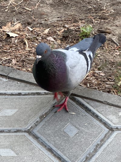 This is a high-angle, close-up shot of a pigeon standing on a paved surface. The pigeon is facing to the left of the frame, with its head turned towards the viewer. It has gray feathers on its back and wings, with black and white markings on its wings. Its chest is a iridescent purple and dark gray. The pigeon's legs and feet are bright red.
The paved surface appears to be made of concrete interlocking pavers, some of which have a diamond pattern. The pigeon is positioned at the edge of the paved area, with dry leaves, twigs, and dirt on the ground to its left.
The scene is outdoors, and the lighting suggests it might be daytime. There are no people visible in the image. The context of Semenivka, Ukraine, provides a general geographical location. No text is visible in the image. The overall impression is of an urban or semi-urban environment where pigeons are common.