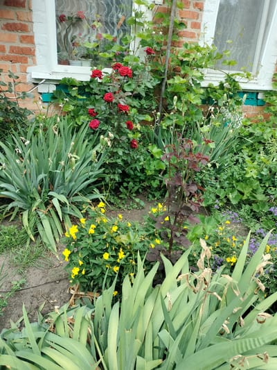 The image shows a close-up view of a garden bed next to a brick building with a white-framed window. Red roses are blooming prominently in the upper center and right of the frame. Green foliage from various plants, including what appears to be grapevines climbing the wall, fills the middle ground. In the foreground, tall, slender green leaves, possibly from irises, dominate the lower portion of the image. Smaller yellow flowers are visible interspersed with the greenery, and a plant with dark red leaves stands out in the center. The ground is covered with soil and some grass. The overall scene depicts a lush, overgrown garden with a mix of flowers and greenery against a brick and white-painted building, likely a residential structure. The scene is consistent with a garden setting in Stanychne, Ukraine.