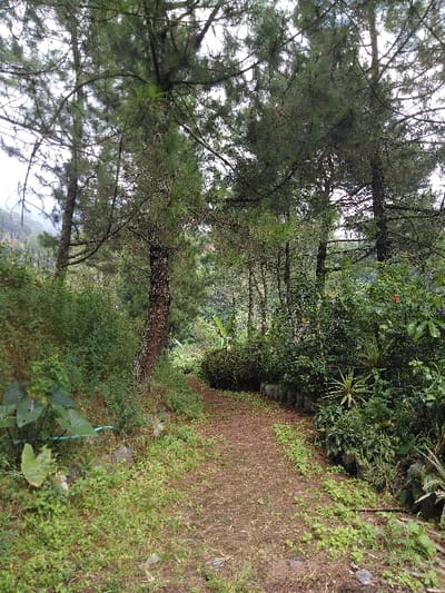 The image displays an unpaved, reddish-brown dirt path traversing a heavily vegetated area identified as El Rincón de Monagas, Venezuela. The path originates in the foreground, extends towards the center, and curves slightly left as it recedes into dense foliage. Dominating the scene are numerous mature pine trees with dark green needles, their rough-barked trunks rising vertically on both sides and extending beyond the frame, creating a partial canopy against an overcast, light grey sky.
On the left side of the path, the ground slopes gently upward, covered in dense green undergrowth, small plants, and a prominent large-leafed plant in the lower-left quadrant. A segment of a blue PVC pipe is partially visible horizontally within the foliage near the bottom-left.
On the right side of the path, a low linear arrangement of dark-colored barriers or planters defines the edge. Behind these barriers, a diverse array of dense tropical vegetation is present, including various broad-leafed plants, some exhibiting red hues, and several smaller plants in black containers or nursery pots.
In the background, especially to the far left, faint outlines of distant hills or mountainous terrain are discernible through a slight atmospheric haze. The scene is illuminated by diffused natural light. No human figures, animals, or specific actions are depicted.