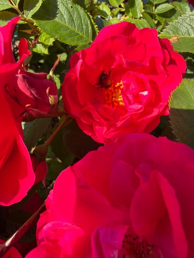 The image shows a close-up of vibrant red roses in bloom, with green leaves and stems visible. One of the roses has a small, dark-colored beetle on its petals, near the center. The lighting suggests it is daytime, with sunlight casting shadows on some of the petals and leaves. The scene appears to be outdoors, likely in a garden or natural setting. There are no people visible in the image. The general environment appears to be lush and natural, with a focus on the flora. The location provided, Капцёўскі сельскі Савет, Belarus, indicates a rural or semi-rural area.