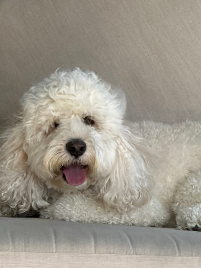 A white or cream-colored dog, consistent with a Poodle or Doodle breed, is depicted lying on a light-colored upholstered surface. The dog's head is centered, facing the viewer, with its mouth open and a pink tongue extended, indicating panting. Its fur is dense and curly, partially obscuring its dark eyes. The dog's dark nose is visible at the center of its muzzle. The environment consists of plain, light-colored upholstered surfaces, suggesting an indoor setting on a sofa or cushioned furniture. No other subjects or objects are present. The scene is located in McAllen, United States of America.