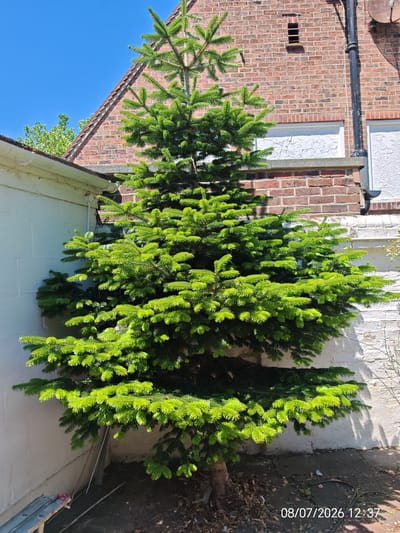 A mature, vibrant green conifer tree stands prominently in a sunny courtyard, casting shadows on a light-colored wall and paved ground. The tree has a full, dense canopy with new growth appearing bright green at the tips of its branches. Behind the tree, a red brick building with a tiled roof is visible. The building features a small, recessed window with slatted vents and a dark downspout. To the left of the tree, a white painted wall forms a corner, with some debris and gardening tools scattered on the ground near its base. The scene is bathed in bright sunlight, indicating it is daytime. The timestamp "08/07/2026 12:37" is superimposed on the lower right corner of the image. This scene is likely in a residential backyard or a small urban garden within Eastbourne, United Kingdom, given the architectural style of the building. No people are present in the image.