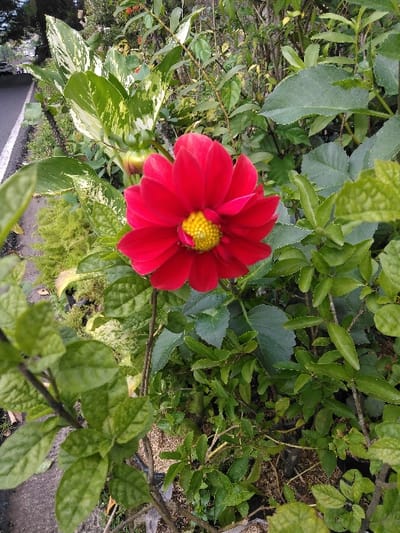 The scene depicts an outdoor close-up of vegetation alongside a paved road in San Cristóbal, Costa Rica. A red dahlia flower, approximately centered, features crimson petals and a yellow, densely floreted center. It is surrounded by diverse green foliage, including larger variegated leaves with green and cream patterns to its upper left, and numerous smaller, dark green leaves throughout the foreground and mid-ground. A single, unopened flower bud is visible to the upper left of the dahlia. In the blurred background, a dark asphalt road with a solid white edge line is present on the left, with a partial view of a dark-colored vehicle moving away from the viewer. The lower foreground consists of soil and plant bases, some appearing to be in black cultivation bags or pots. No individuals or animate subjects are present.