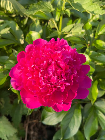 An overhead, close-up shot shows a bright pink peony flower in full bloom, its petals layered and intricate. The flower is centered in the frame, surrounded by lush green foliage that is slightly out of focus. The lighting suggests it is daytime, possibly morning or late afternoon, given the warm glow on the leaves. The location is the city of Solnechnyi, Russia.